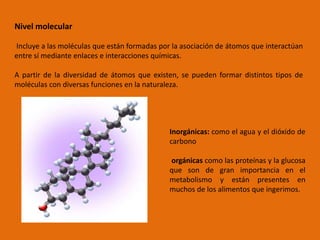 Nivel molecular
Incluye a las moléculas que están formadas por la asociación de átomos que interactúan
entre sí mediante enlaces e interacciones químicas.
A partir de la diversidad de átomos que existen, se pueden formar distintos tipos de
moléculas con diversas funciones en la naturaleza.
Inorgánicas: como el agua y el dióxido de
carbono
orgánicas como las proteínas y la glucosa
que son de gran importancia en el
metabolismo y están presentes en
muchos de los alimentos que ingerimos.
 