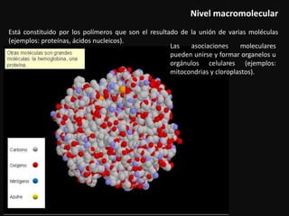 Nivel macromolecular
Está constituido por los polímeros que son el resultado de la unión de varias moléculas
(ejemplos: proteínas, ácidos nucleicos).
Las asociaciones moleculares
pueden unirse y formar organelos u
orgánulos celulares (ejemplos:
mitocondrias y cloroplastos).
 
