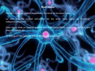 Nivel celular
Incluye a la célula, unidad anatómica y funcional de los seres vivos.
La más pequeña unidad estructural de los seres vivos capaz de funcionar
independientemente.
Cada célula tiene un soporte químico para la herencia (ADN), un sistema químico para
adquirir energía etc.
Se distinguen dos tipos de células eucariota y procariota.
 