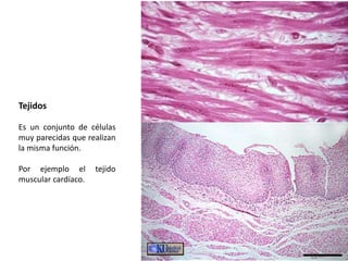 Tejidos
Es un conjunto de células
muy parecidas que realizan
la misma función.
Por ejemplo el tejido
muscular cardíaco.
 