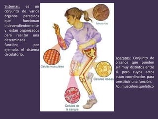 Sistemas: es un
conjunto de varios
órganos parecidos
que funcionan
independientemente
y están organizados
para realizar una
determinada
función; por
ejemplo, el sistema
circulatorio.
Aparatos: Conjunto de
órganos que pueden
ser muy distintos entre
sí, pero cuyos actos
están coordinados para
constituir una función.
Ap. musculoesqueletico
 