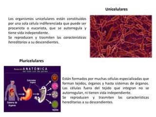 Unicelulares
Los organismos unicelulares están constituidos
por una sola célula indiferenciada que puede ser
procariota o eucariota, que se autorregula y
tiene vida independiente.
Se reproducen y trasmiten las características
hereditarias a su descendientes.
Pluricelulares
Están formados por muchas células especializadas que
forman tejidos, órganos y hasta sistemas de órganos.
Las células fuera del tejido que integran no se
autorregulan, ni tienen vida independiente.
Se reproducen y trasmiten las características
hereditarias a su descendientes.
 