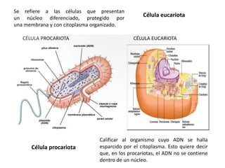 Célula eucariota
Célula procariota
Se refiere a las células que presentan
un núcleo diferenciado, protegido por
una membrana y con citoplasma organizado.
Calificar al organismo cuyo ADN se halla
esparcido por el citoplasma. Esto quiere decir
que, en los procariotas, el ADN no se contiene
dentro de un núcleo.
 