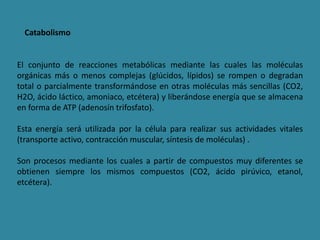 El conjunto de reacciones metabólicas mediante las cuales las moléculas
orgánicas más o menos complejas (glúcidos, lípidos) se rompen o degradan
total o parcialmente transformándose en otras moléculas más sencillas (CO2,
H2O, ácido láctico, amoniaco, etcétera) y liberándose energía que se almacena
en forma de ATP (adenosín trifosfato).
Esta energía será utilizada por la célula para realizar sus actividades vitales
(transporte activo, contracción muscular, síntesis de moléculas) .
Son procesos mediante los cuales a partir de compuestos muy diferentes se
obtienen siempre los mismos compuestos (CO2, ácido pirúvico, etanol,
etcétera).
Catabolismo
 