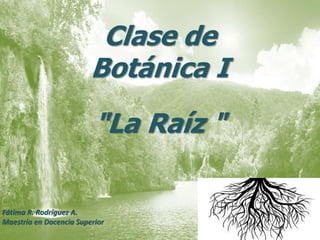 Clase de
Botánica I
"La Raíz "
Fátima R. Rodríguez A.
Maestría en Docencia Superior
 