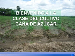 BIENVENIDO A LA
             CLASE DEL CULTIVO
              CAÑA DE AZÚCAR




03/03/2012                       1
 
