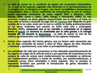 La caña de azúcar en su condición de planta con mecanismo fotosintético
C4, es una de las especies vegetales más eficientes en el aprovechamiento de
la energía solar, el nitrógeno y el agua, con menor sensibilidad a temperaturas
relativamente altas y menor coeficiente de transpiración, lo cual le confiere
mayor capacidad productiva de masa vegetal (Bull y Glasziou, 1978;
Gómez, 1983; Azcon y Talón, 1993; Zérega y Hernández, 2005). Es una
gramínea tropical, un pasto gigante emparentado con el sorgo y el maíz, en
cuyo tallo se forma y acumula un jugo rico en sacarosa que depende en gran
medida de la luz solar, razón por la cual su cultivo se realiza preferentemente
en las zonas tropicales que poseen un brillo solar alto y prolongado
(Perafán, 2005), compuesto que al ser extraído y cristalizado en el ingenio
forma el azúcar. La sacarosa es sintetizada por la caña gracias a la energía
tomada del sol durante la fotosíntesis . La caña de azúcar es uno de los
cultivos agroindustriales más importantes en las regiones tropicales.
Existen otras especies del mismo género, que no tienen valor comercial, por
ser de bajo contenido de azúcar y altas en fibra, alguna de ellas silvestres
( robustum y spontaneum), cuyo valor es principalmente genético.
Las variedades de caña que conocemos se han obtenido espontáneamente de
los lugares de origen de la caña de azúcar y por aparición de mutaciones en los
campos de caña de azúcar, pero modernamente las variedades se obtienen
por mejoramiento genético, a través de semillas, por autofecundaciones, o
mediante cruces entre variedades o entre especies. Hoy se practica la
Ingeniería Genética que permite la introducción de genes deseables a
variedades ya existentes.
5            C4:Plantas en las cuales se forma como producto de la fijación del CO2 un compuesto con cuatro   03/03/2012
                                                  átomos de carbono.
 