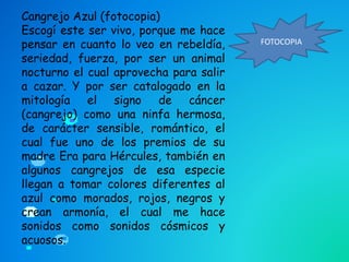 FOTOCOPIA
Cangrejo Azul (fotocopia)
Escogí este ser vivo, porque me hace
pensar en cuanto lo veo en rebeldía,
seriedad, fuerza, por ser un animal
nocturno el cual aprovecha para salir
a cazar. Y por ser catalogado en la
mitología el signo de cáncer
(cangrejo) como una ninfa hermosa,
de carácter sensible, romántico, el
cual fue uno de los premios de su
madre Era para Hércules, también en
algunos cangrejos de esa especie
llegan a tomar colores diferentes al
azul como morados, rojos, negros y
crean armonía, el cual me hace
sonidos como sonidos cósmicos y
acuosos.
 