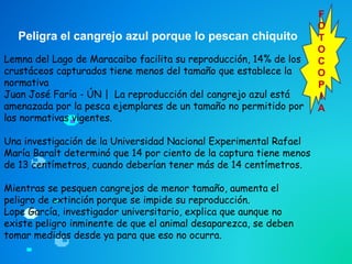 F
O
T
O
C
O
P
I
A
Peligra el cangrejo azul porque lo pescan chiquito
Lemna del Lago de Maracaibo facilita su reproducción, 14% de los
crustáceos capturados tiene menos del tamaño que establece la
normativa
Juan José Faría - ÚN | La reproducción del cangrejo azul está
amenazada por la pesca ejemplares de un tamaño no permitido por
las normativas vigentes.
Una investigación de la Universidad Nacional Experimental Rafael
María Baralt determinó que 14 por ciento de la captura tiene menos
de 13 centímetros, cuando deberían tener más de 14 centímetros.
Mientras se pesquen cangrejos de menor tamaño, aumenta el
peligro de extinción porque se impide su reproducción.
Lope García, investigador universitario, explica que aunque no
existe peligro inminente de que el animal desaparezca, se deben
tomar medidas desde ya para que eso no ocurra.
 