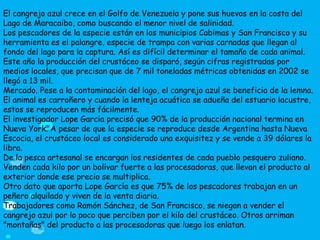 El cangrejo azul crece en el Golfo de Venezuela y pone sus huevos en la costa del
Lago de Maracaibo, como buscando el menor nivel de salinidad.
Los pescadores de la especie están en los municipios Cabimas y San Francisco y su
herramienta es el palangre, especie de trampa con varias carnadas que llegan al
fondo del lago para la captura. Así es difícil determinar el tamaño de cada animal.
Este año la producción del crustáceo se disparó, según cifras registradas por
medios locales, que precisan que de 7 mil toneladas métricas obtenidas en 2002 se
llegó a 13 mil.
Mercado. Pese a la contaminación del lago, el cangrejo azul se beneficia de la lemna.
El animal es carroñero y cuando la lenteja acuática se adueña del estuario lacustre,
estos se reproducen más fácilmente.
El investigador Lope García precisó que 90% de la producción nacional termina en
Nueva York. A pesar de que la especie se reproduce desde Argentina hasta Nueva
Escocia, el crustáceo local es considerado una exquisitez y se vende a 39 dólares la
libra.
De la pesca artesanal se encargan los residentes de cada pueblo pesquero zuliano.
Venden cada kilo por un bolívar fuerte a las procesadoras, que llevan el producto al
exterior donde ese precio se multiplica.
Otro dato que aporta Lope García es que 75% de los pescadores trabajan en un
peñero alquilado y viven de la venta diaria.
Trabajadores como Ramón Sánchez, de San Francisco, se niegan a vender el
cangrejo azul por lo poco que perciben por el kilo del crustáceo. Otros arriman
"montañas" del producto a las procesadoras que luego los enlatan.
 