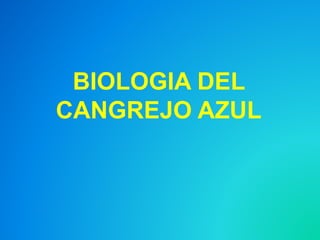 BIOLOGIA DEL
CANGREJO AZUL
 