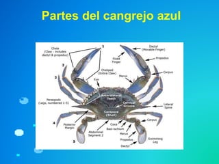 Partes del cangrejo azul
 