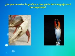 ¿lo que muestra la grafica a que parte del cangrejo azul
corresponde?
 