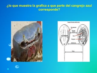¿lo que muestra la grafica a que parte del cangrejo azul
corresponde?
 