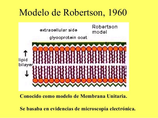 Clase de Estructura y Función Celular