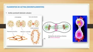 Citoesqueleto | PDF