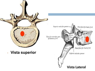 • Vista superior
Vista Lateral
 
