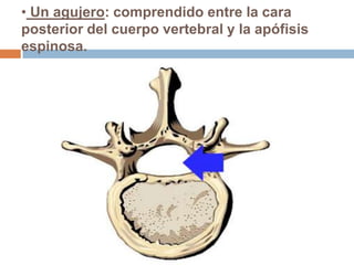 • Un agujero: comprendido entre la cara
posterior del cuerpo vertebral y la apófisis
espinosa.
 