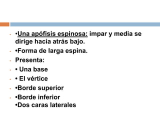 • •Una apófisis espinosa: impar y media se
dirige hacia atrás bajo.
• •Forma de larga espina.
• Presenta:
• • Una base
• • El vértice
• •Borde superior
• •Borde inferior
•Dos caras laterales
 