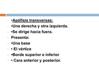 • •Apófisis transversas:
• •Una derecha y otra izquierda.
• •Se dirige hacia fuera.
• Presenta:
• •Una base
• • El vértice
• •Borde superior e inferior
• • Cara anterior y posterior.
 