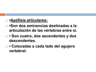  •Apófisis articulares:
 •Son dos eminencias destinadas a la
articulación de las vértebras entre sí.
 • Son cuatro, dos ascendentes y dos
descendentes.
 • Colocadas a cada lado del agujero
vertebral.
 