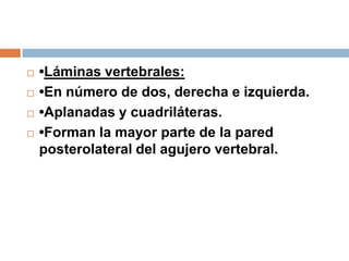  •Láminas vertebrales:
 •En número de dos, derecha e izquierda.
 •Aplanadas y cuadriláteras.
 •Forman la mayor parte de la pared
posterolateral del agujero vertebral.
 