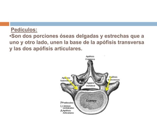 Pedículos:
•Son dos porciones óseas delgadas y estrechas que a
uno y otro lado, unen la base de la apófisis transversa
y las dos apófisis articulares.
 