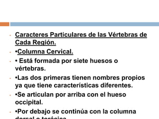 • Caracteres Particulares de las Vértebras de
Cada Región.
• •Columna Cervical.
• • Está formada por siete huesos o
vértebras.
• •Las dos primeras tienen nombres propios
ya que tiene características diferentes.
• •Se articulan por arriba con el hueso
occipital.
• •Por debajo se continúa con la columna
 
