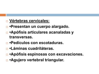  Vértebras cervicales:
 •Presentan un cuerpo alargado.
 •Apófisis articulares acanaladas y
transversas.
 •Pedículos con escotaduras.
 •Láminas cuadriláteras.
 •Apófisis espinosas con excavaciones.
 •Agujero vertebral triangular.
 