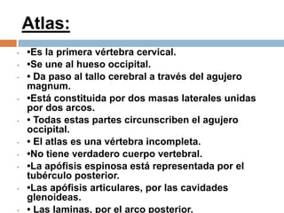 Atlas:
• •Es la primera vértebra cervical.
• •Se une al hueso occipital.
• • Da paso al tallo cerebral a través del agujero
magnum.
• •Está constituida por dos masas laterales unidas
por dos arcos.
• • Todas estas partes circunscriben el agujero
occipital.
• • El atlas es una vértebra incompleta.
• •No tiene verdadero cuerpo vertebral.
• •La apófisis espinosa está representada por el
tubérculo posterior.
• •Las apófisis articulares, por las cavidades
glenoideas.
• • Las laminas, por el arco posterior.
 