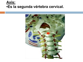 Axis:
•Es la segunda vértebra cervical.
 