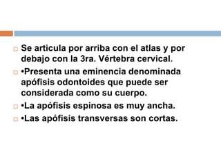  Se articula por arriba con el atlas y por
debajo con la 3ra. Vértebra cervical.
 •Presenta una eminencia denominada
apófisis odontoides que puede ser
considerada como su cuerpo.
 •La apófisis espinosa es muy ancha.
 •Las apófisis transversas son cortas.
 