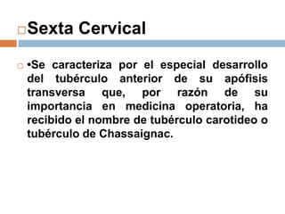 Sexta Cervical
 •Se caracteriza por el especial desarrollo
del tubérculo anterior de su apófisis
transversa que, por razón de su
importancia en medicina operatoria, ha
recibido el nombre de tubérculo carotideo o
tubérculo de Chassaignac.
 