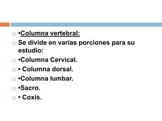  •Columna vertebral:
 Se divide en varias porciones para su
estudio:
 •Columna Cervical.
 • Columna dorsal.
 •Columna lumbar.
 •Sacro.
 • Coxis.
 