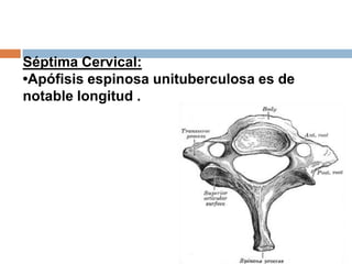 Séptima Cervical:
•Apófisis espinosa unituberculosa es de
notable longitud .
 