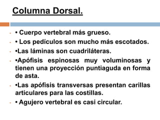 Columna Dorsal.
• • Cuerpo vertebral más grueso.
• • Los pedículos son mucho más escotados.
• •Las láminas son cuadriláteras.
• •Apófisis espinosas muy voluminosas y
tienen una proyección puntiaguda en forma
de asta.
• •Las apófisis transversas presentan carillas
articulares para las costillas.
• • Agujero vertebral es casi circular.
 