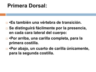 Primera Dorsal:
 •Es también una vértebra de transición.
 Se distinguirá fácilmente por la presencia,
en cada cara lateral del cuerpo:
 •Por arriba, una carilla completa, para la
primera costilla.
 •Por abajo, un cuarto de carilla únicamente,
para la segunda costilla.
 