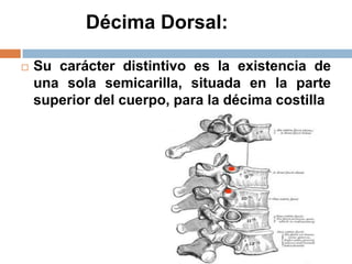 Décima Dorsal:
 Su carácter distintivo es la existencia de
una sola semicarilla, situada en la parte
superior del cuerpo, para la décima costilla
 