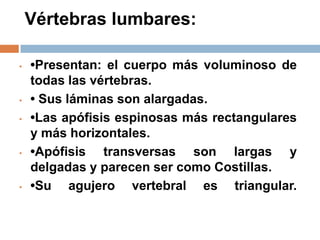 Vértebras lumbares:
• •Presentan: el cuerpo más voluminoso de
todas las vértebras.
• • Sus láminas son alargadas.
• •Las apófisis espinosas más rectangulares
y más horizontales.
• •Apófisis transversas son largas y
delgadas y parecen ser como Costillas.
• •Su agujero vertebral es triangular.
 