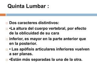 Quinta Lumbar :
 Dos caracteres distintivos:
 •La altura del cuerpo vertebral, por efecto
de la oblicuidad de su cara
 inferior, es mayor en la parte anterior que
en la posterior.
 • Las apófisis articulares inferiores vuelven
a ser planas.
 •Están más separadas la una de la otra.
 