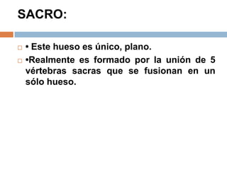 SACRO:
 • Este hueso es único, plano.
 •Realmente es formado por la unión de 5
vértebras sacras que se fusionan en un
sólo hueso.
 