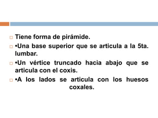  Tiene forma de pirámide.
 •Una base superior que se articula a la 5ta.
lumbar.
 •Un vértice truncado hacia abajo que se
articula con el coxis.
 •A los lados se articula con los huesos
coxales.
 