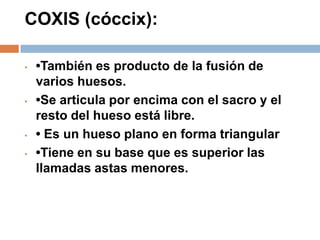 COXIS (cóccix):
• •También es producto de la fusión de
varios huesos.
• •Se articula por encima con el sacro y el
resto del hueso está libre.
• • Es un hueso plano en forma triangular
• •Tiene en su base que es superior las
llamadas astas menores.
 