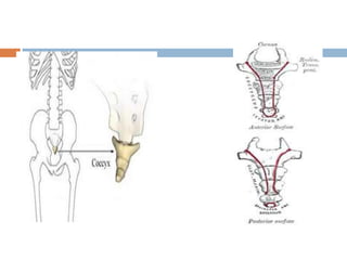 Clase de columna vertebral 2013