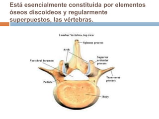 Está esencialmente constituida por elementos
óseos discoideos y regularmente
superpuestos, las vértebras.
 