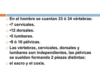  En el hombre se cuentan 33 ó 34 vértebras:
 •7 cervicales.
 •12 dorsales.
 •5 lumbares.
 •9 ó 10 pélvicas.
 Las vértebras, cervicales, dorsales y
lumbares son independientes, las pélvicas
se sueldan formando 2 piezas distintas:
 el sacro y el coxis.
 
