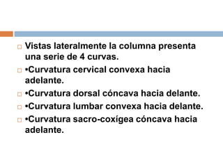  Vistas lateralmente la columna presenta
una serie de 4 curvas.
 •Curvatura cervical convexa hacia
adelante.
 •Curvatura dorsal cóncava hacia delante.
 •Curvatura lumbar convexa hacia delante.
 •Curvatura sacro-coxígea cóncava hacia
adelante.
 