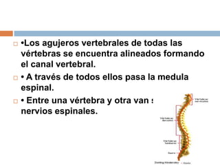  •Los agujeros vertebrales de todas las
vértebras se encuentra alineados formando
el canal vertebral.
 • A través de todos ellos pasa la medula
espinal.
 • Entre una vértebra y otra van saliendo los
nervios espinales.
 