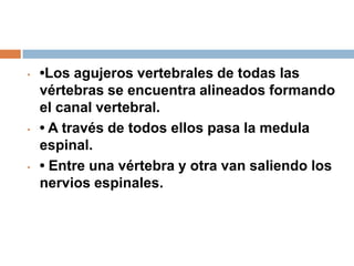 • •Los agujeros vertebrales de todas las
vértebras se encuentra alineados formando
el canal vertebral.
• • A través de todos ellos pasa la medula
espinal.
• • Entre una vértebra y otra van saliendo los
nervios espinales.
 