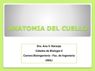 ANATOMIA DEL CUELLO
Dra. Ana V. Naranjo
Cátedra de Biología II
Carrera Bioingeniería - Fac. de Ingeniería
UNSJ
 